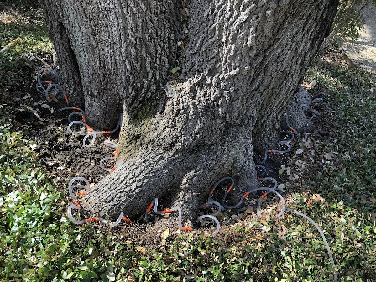 Detailed Tree Cabling and Bracing job site in Watsontown